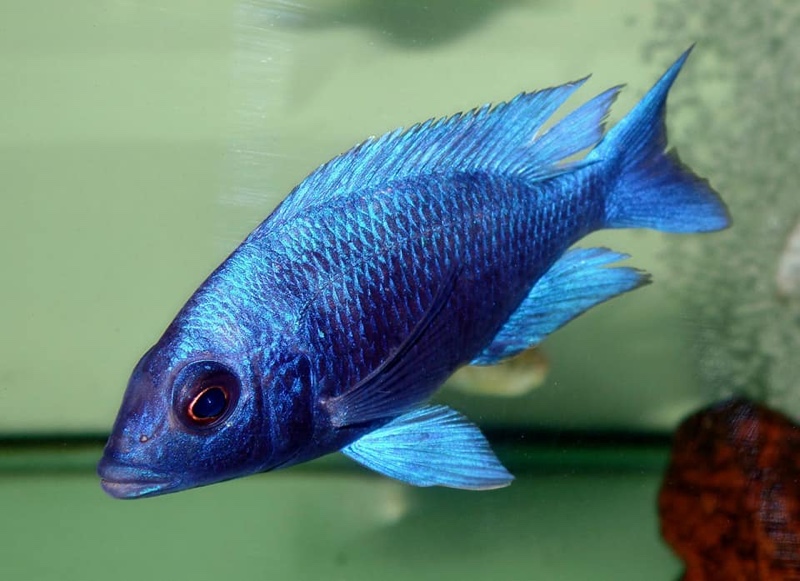 Placidochromis sp. 'phenochilus tanzania'
